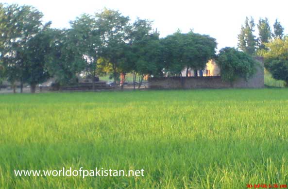 Scenery along badian road in Lahore