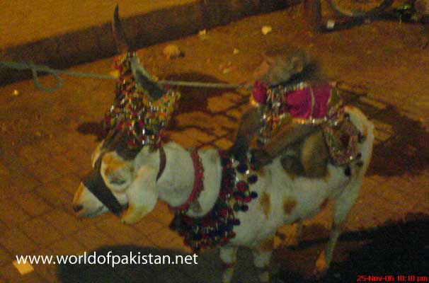 A goat and a monkey decorated in Liberty market in Lahore